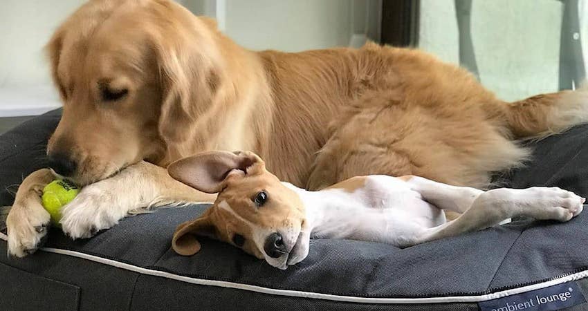 Golden top retriever bed